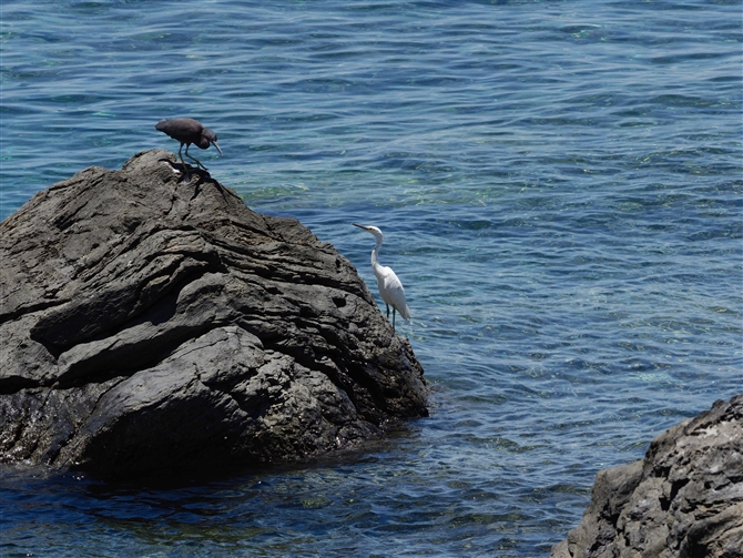 NTM,Pacific Reef Heron